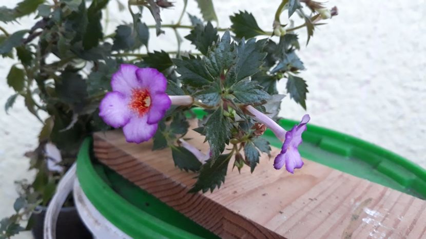  - R19 - Vienesse Romance