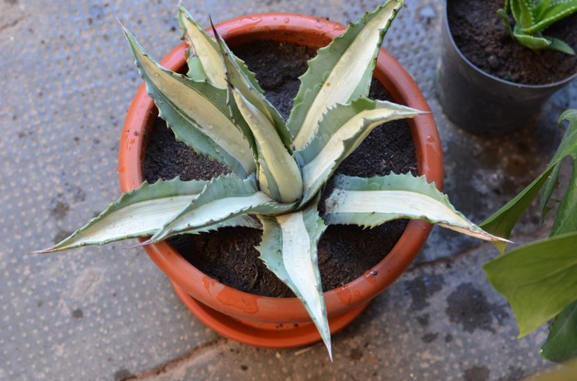 Agave Americana Mediopicta Alba - Agave 2019