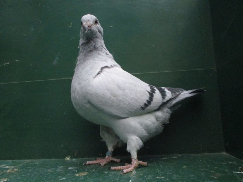 03593-18 - Tineret 2018