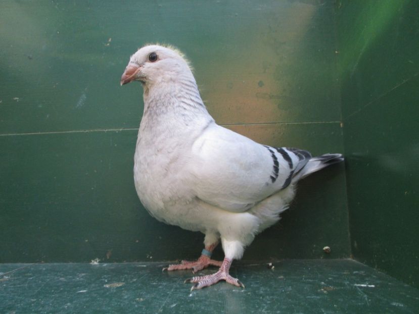 03590-18 - Tineret 2018