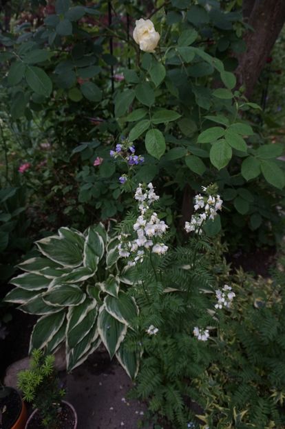 - Hosta 2018- 2022