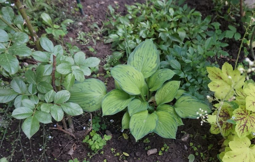  - Hosta 2018- 2022