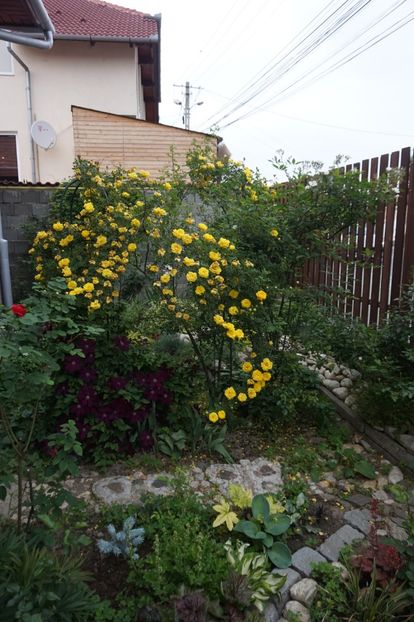  - Persian Yellow