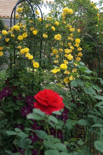  - Persian Yellow