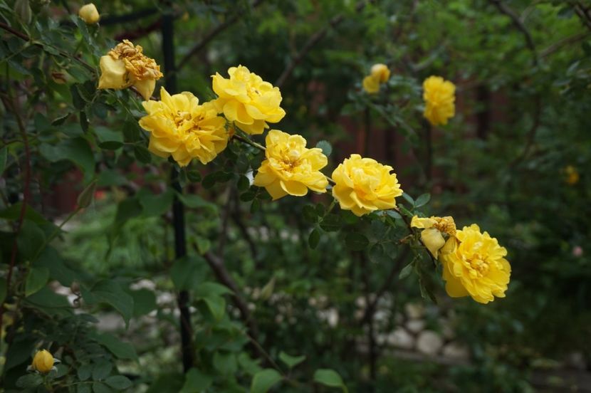  - Persian Yellow