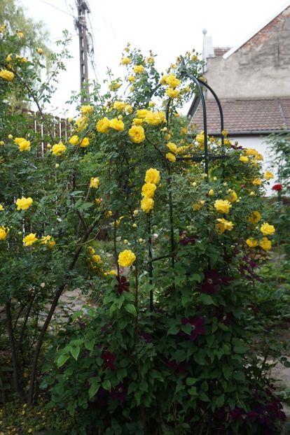  - Persian Yellow