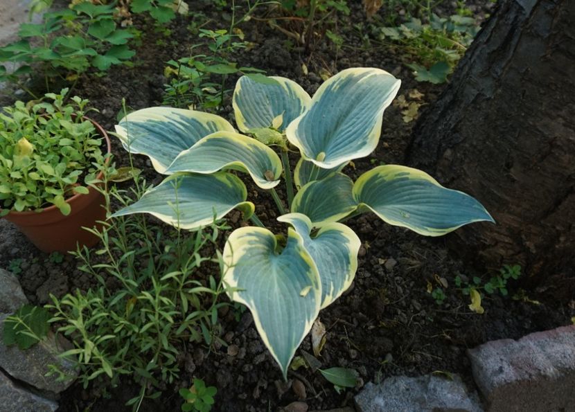  - Hosta 2018- 2022