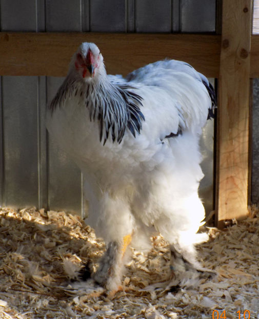  - VIITOR SPERANTE PTR 2019