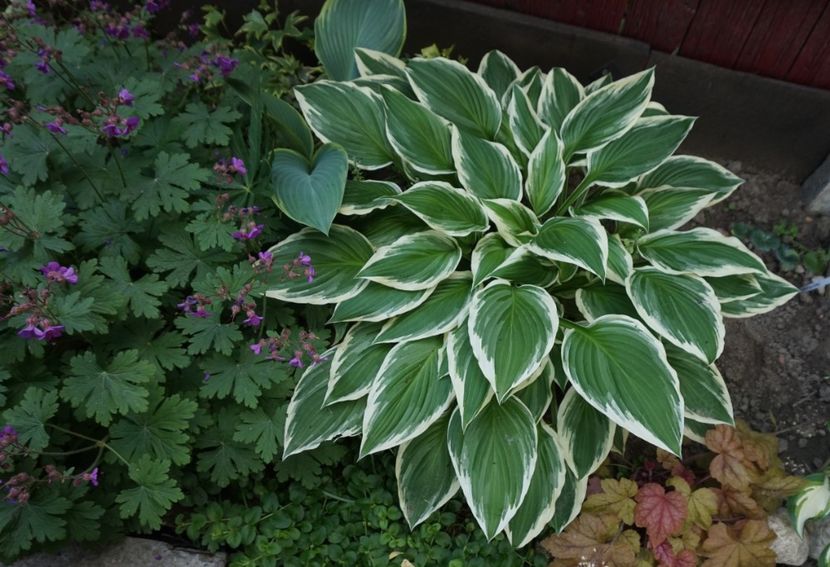  - Hosta 2018- 2022