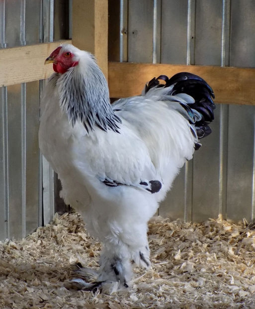  - VIITOR SPERANTE PTR 2019