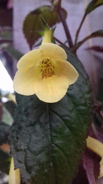 yellow beauty - Yellow Beauty-gabi gligor