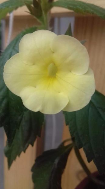 himalayan sunrise - X2 Achimenantha Himalayan Sunrise -sylvia