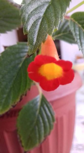 heterophyla - Heterophylla-deea01