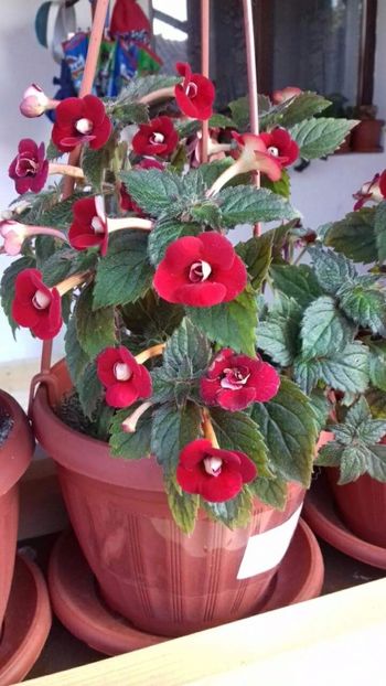 petitte fadete - Petite Fadette- gabi gligor