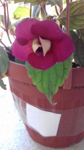 night fal - Nightfall- gabi gligor