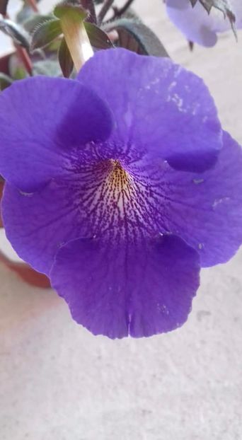 serges revelation - Serges Revelation -gabi gligor