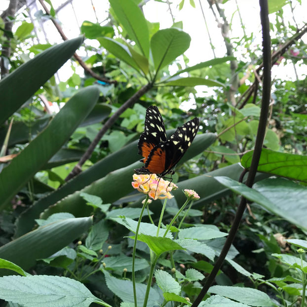  - 2018 Ottawa Butterfly Show