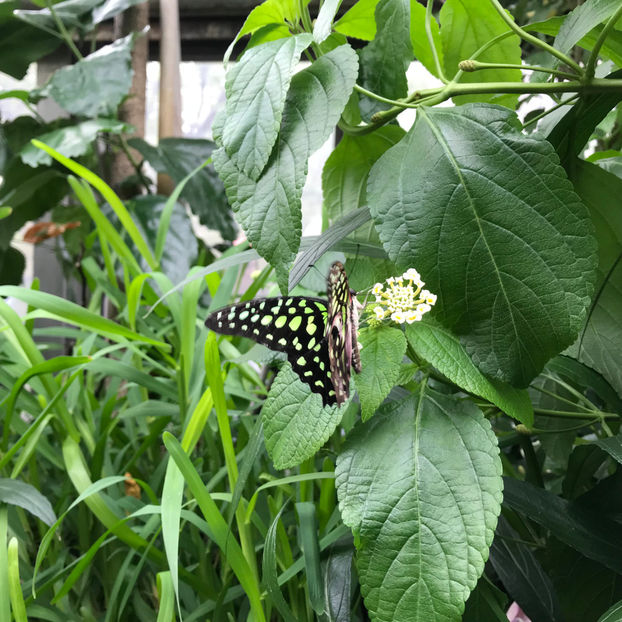  - 2018 Ottawa Butterfly Show