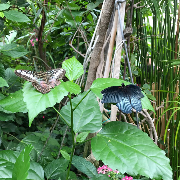  - 2018 Ottawa Butterfly Show