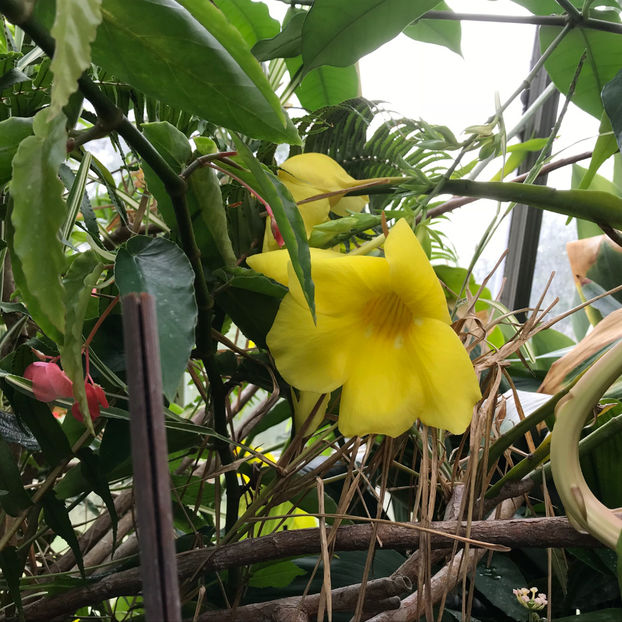  - 2018 Ottawa Butterfly Show