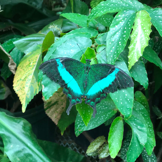  - 2018 Ottawa Butterfly Show