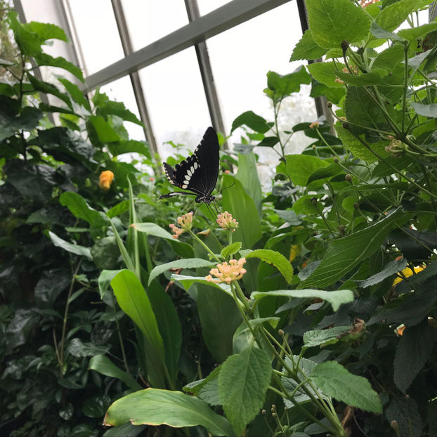  - 2018 Ottawa Butterfly Show