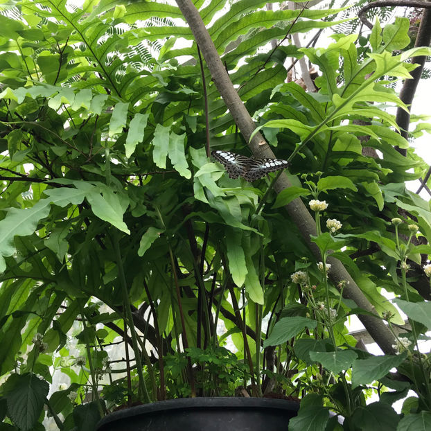  - 2018 Ottawa Butterfly Show