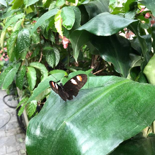  - 2018 Ottawa Butterfly Show