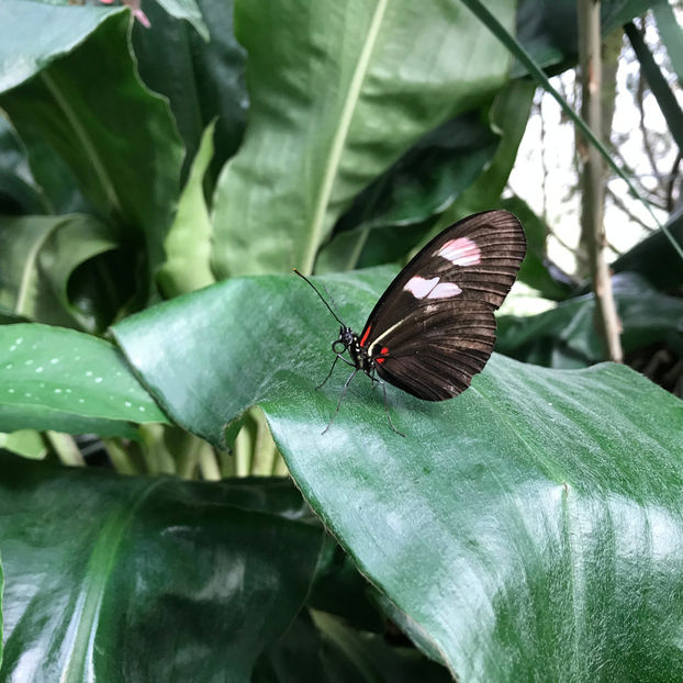  - 2018 Ottawa Butterfly Show