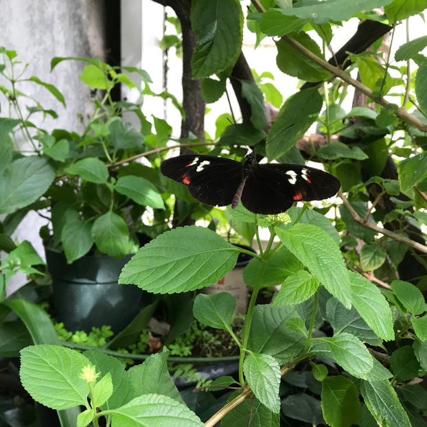  - 2018 Ottawa Butterfly Show