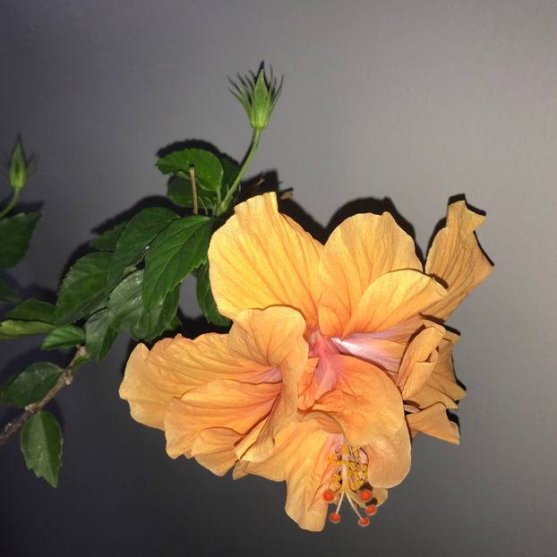  - 2018 Plante de interior