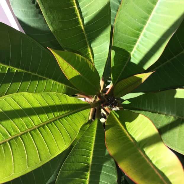  - 2018 Plante de interior