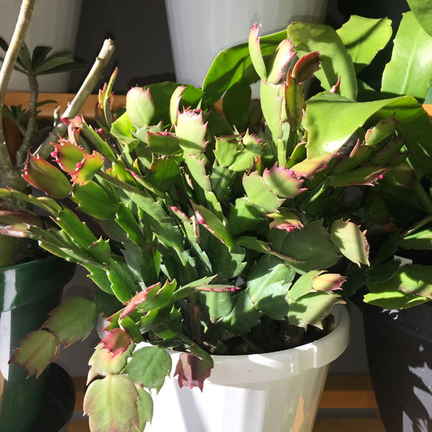  - 2018 Plante de interior