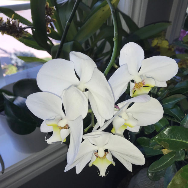  - 2018 Plante de interior