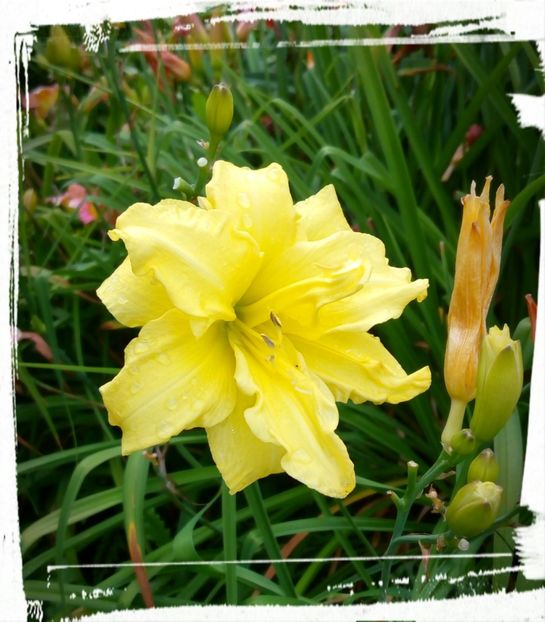 Double River Wye - Hemerocallis