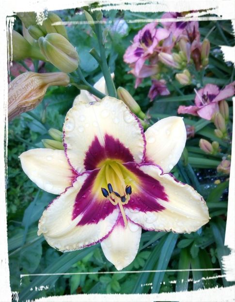 Moonlight masquerade - Hemerocallis