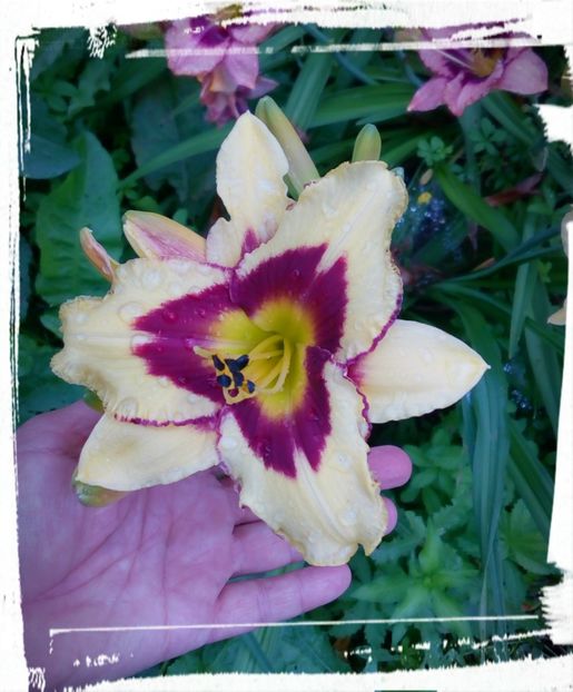 Moonlight masquerade - Hemerocallis