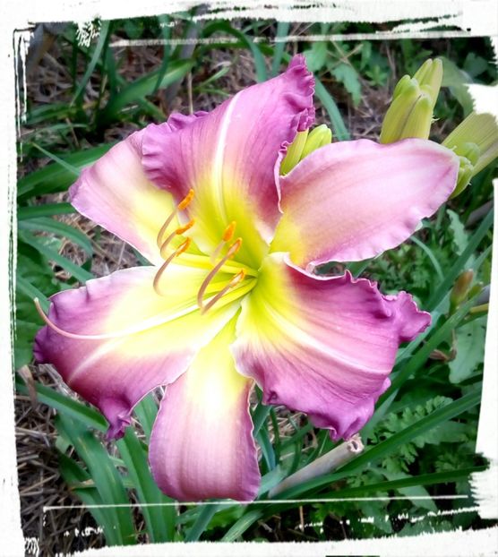  - Hemerocallis