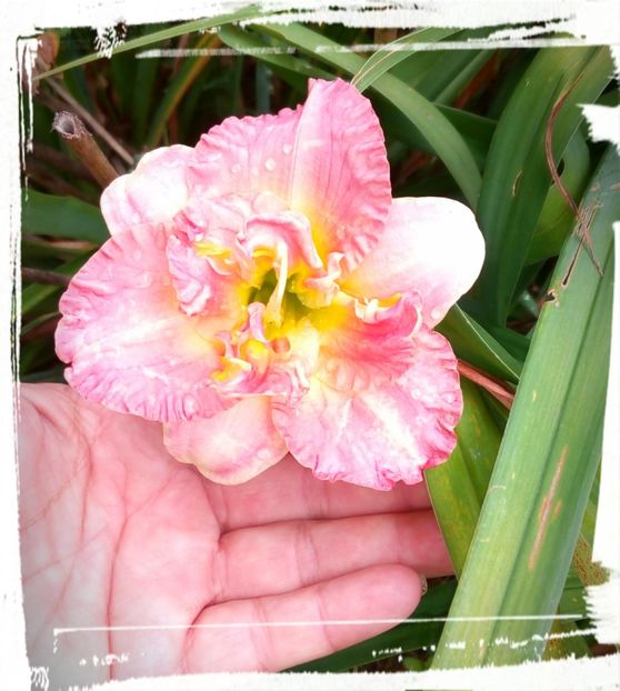  - Hemerocallis
