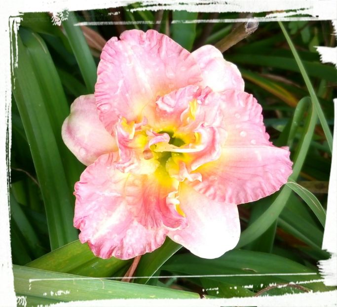  - Hemerocallis