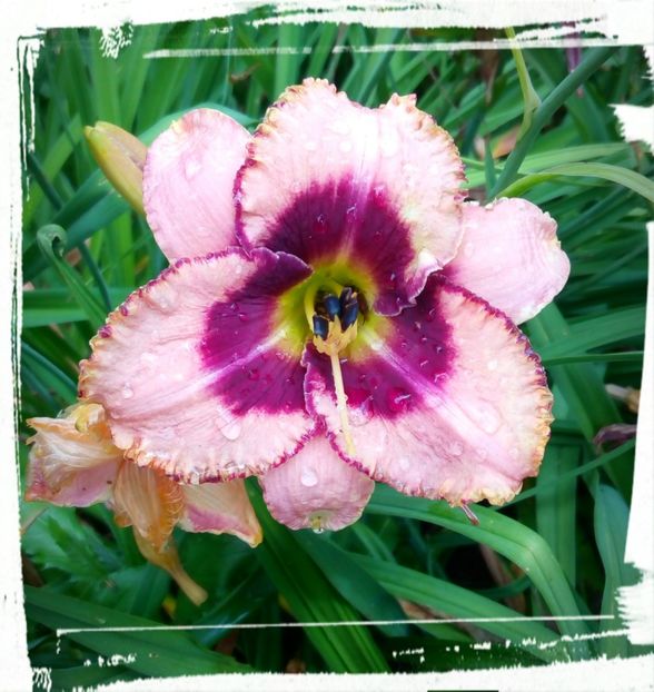 Edge Ahead - 01-Hemerocallis _ crin de vara