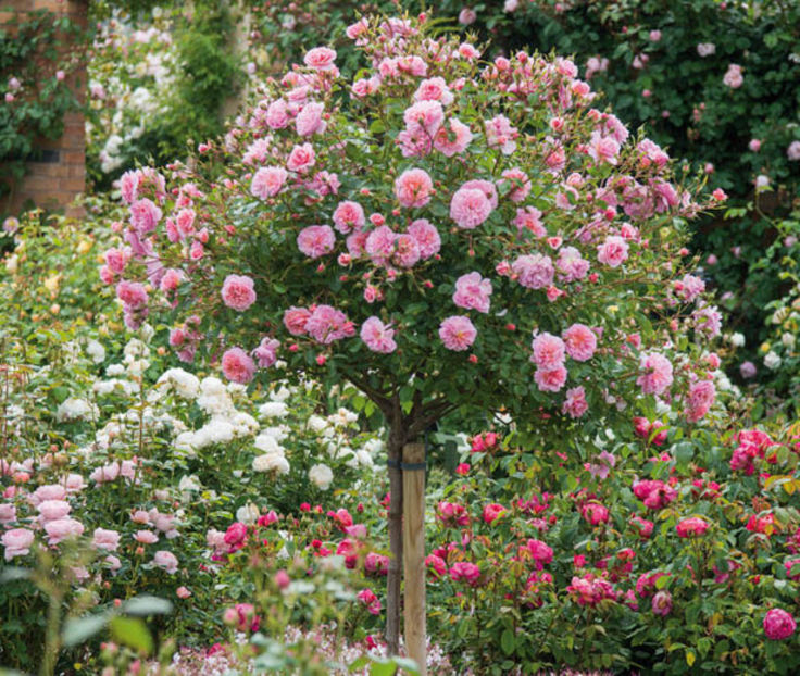 Anne_Boleyn_Std - amenajare gradina trandafiri-net