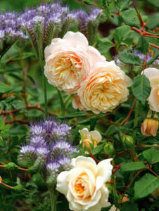 Crocus Rose & phacelia tanacetifolia - amenajare gradina trandafiri-net
