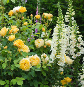 Graham Thomas (Ausmas) & foxgloves B - amenajare gradina trandafiri-net
