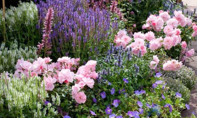 roses salvia&geranium - amenajare gradina trandafiri-net