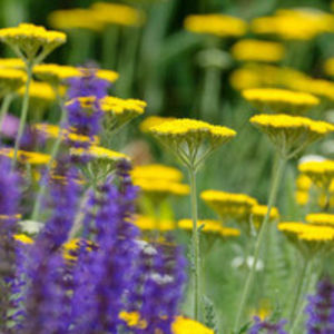 companion plants_achilla (yarrow) - amenajare gradina trandafiri-net