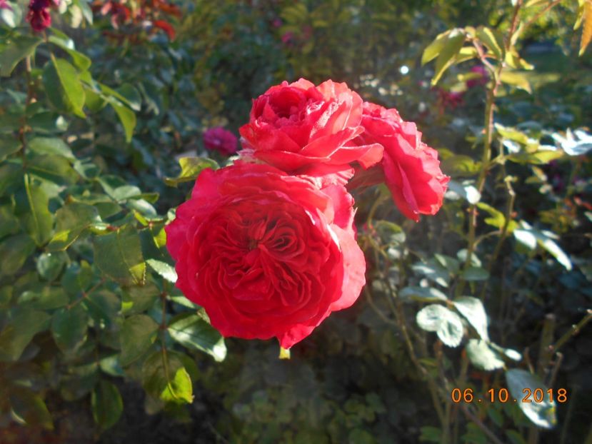  - Red Leonardo Da Vinci