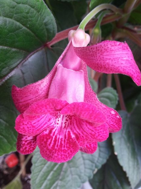 Isa s  Gorgeous - Sinningii 2018