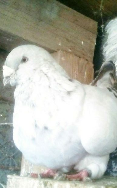  - - A - CRESCATOR POLIVALENT