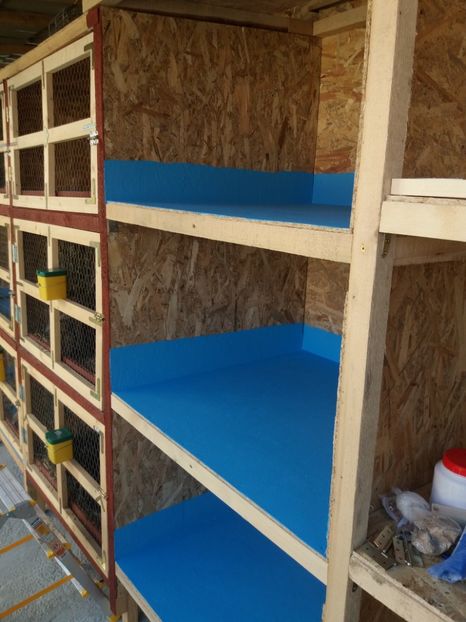  - Custile mele - iepuri